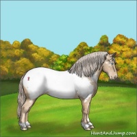 Horse Color:Chocolate Palomino Pearl Appaloosa 