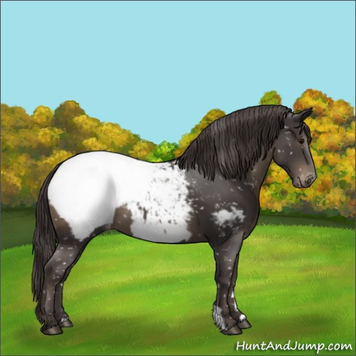 Horse Color:Smoky Black Snowcap 