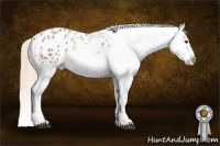 Horse Color:Chestnut Sabino Appaloosa