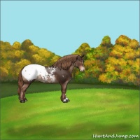 Horse Color:Liver Chestnut Appaloosa 