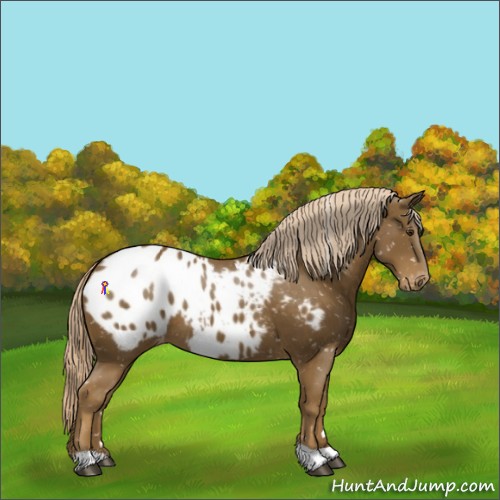 Horse Color:Chocolate Palomino Appaloosa 