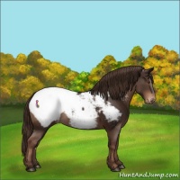 Horse Color:Liver Chestnut Appaloosa 