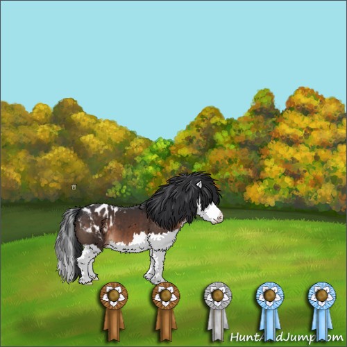 Horse Color:Brown Splash Appaloosa