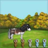 Horse Color:Brown Splash Appaloosa