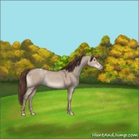 Horse Color:Classic Champagne Dun Appaloosa 