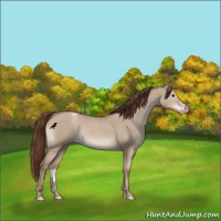 Horse Color:Classic Champagne Dun Varnish 