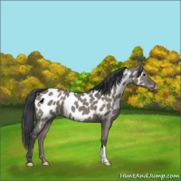 Horse Color:Grullo Appaloosa 