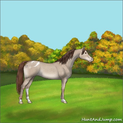 Horse Color:Classic Champagne Dun Varnish 