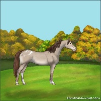 Horse Color:Classic Champagne Dun Appaloosa 
