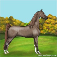 Horse Color:Liver Red Dun Rabicano 