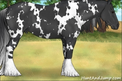 Horse Color:White Spotted Black 