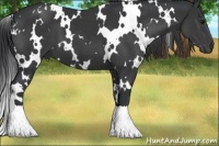 Horse Color:White Spotted Black 