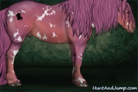 Horse Color:Watercolor White Spotted Chestnut Rabicano 