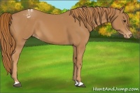 Horse Color:Chestnut Appaloosa
