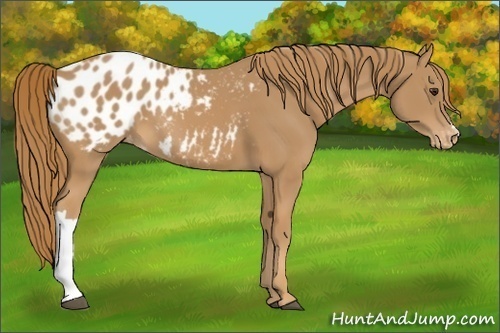 Horse Color:Chestnut Appaloosa