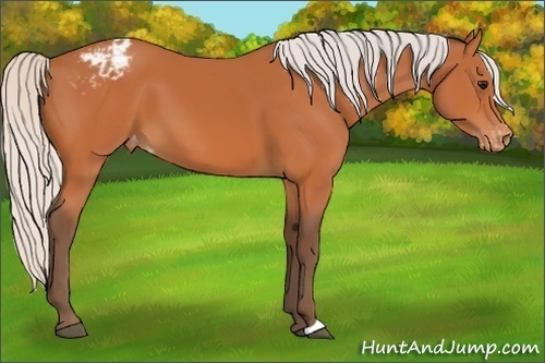 Horse Color:Silver Bay Appaloosa 