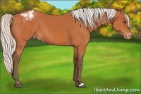 Horse Color:Silver Bay Appaloosa 