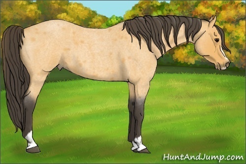 Horse Color:Buckskin Roan Sabino 