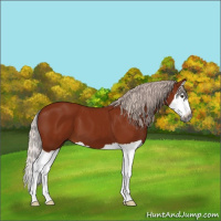 Horse Color:Gray Chocolate Silver Bay Splash 