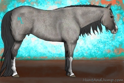 Horse Color:Grullo Roan Splash 