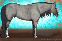 Horse Color:Grullo Roan Splash 