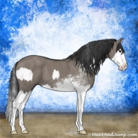 Horse Color:Grullo Sabino Splash and Grullo Sabino Splash