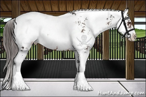 Horse Color:Liver Chestnut Sabino Snowcap