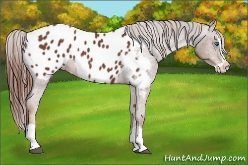 Horse Color:Chestnut Splash Appaloosa 