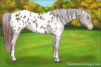 Horse Color:Chestnut Splash Appaloosa 