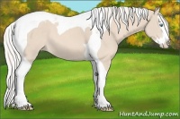 Horse Color:Cremello Splash Tobiano Appaloosa