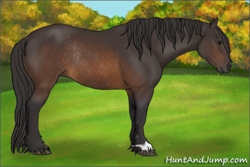 Horse Color:Buckskin Rabicano