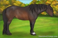 Horse Color:Buckskin Rabicano