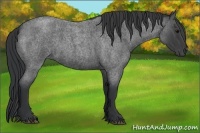 Horse Color:Blue Roan 