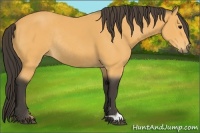 Horse Color:Buckskin Rabicano
