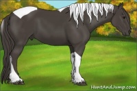 Horse Color:Smoky Black Tobiano 