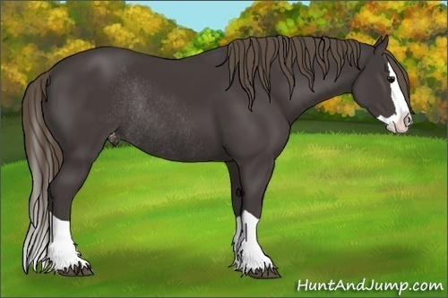 Horse Color:Smoky Black Splash Appaloosa Rabicano