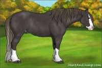 Horse Color:Smoky Black Splash Appaloosa Rabicano