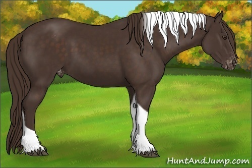 Horse Color:Liver Chestnut Tobiano Appaloosa 