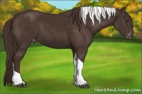 Horse Color:Liver Chestnut Tobiano Appaloosa
