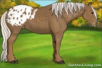Horse Color:Silver Smoky Black Appaloosa 