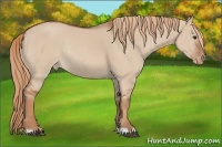 Horse Color:Red Dun Varnish Rabicano 
