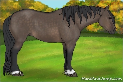 Horse Color:Brown Dun 