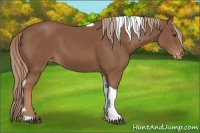 Horse Color:Chestnut Tobiano Appaloosa Rabicano 