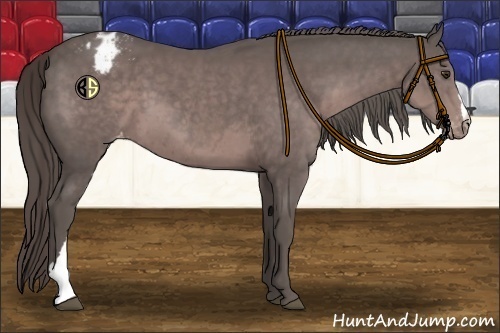 Horse Color:Platinum Liver Chestnut Appaloosa 