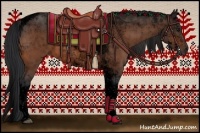 Horse Color:Void Bay Tobiano 