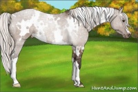 Horse Color:White Spotted Silver Brown Dun Appaloosa