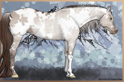 Horse Color:White Spotted Liver Red Dun Appaloosa 