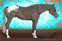 Horse Color:Silver Black Appaloosa 