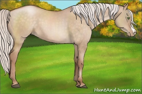 Horse Color:Silver Brown Pearl Dun 