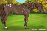 Horse Color:Liver Chestnut Appaloosa 